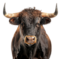 majestueux marron taureau avec longue cornes orienté vers vers l'avant sur transparent Contexte - Stock .. png