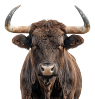 Majestic brown bull with long horns facing forward on transparent background - stock .. png