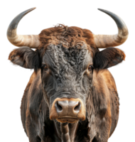 Majestic brown bull with long horns facing forward on transparent background - stock .. png