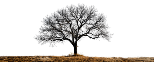 Majestic tree silhouette, cut out - stock .. png