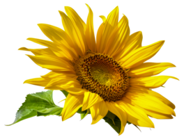 A yellow sunflower with a green leaf on top - stock . png