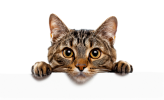 A cat is looking at the camera from behind a white board - stock .. png