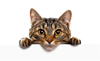 A cat is looking at the camera from behind a white board - stock .. png