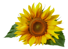 A yellow sunflower with a green leaf on top - stock . png