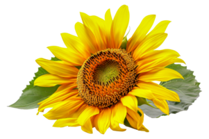 A yellow sunflower with a green leaf on top - stock .. png