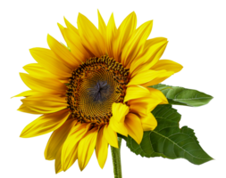 A yellow sunflower with a green leaf on top - stock .. png