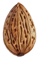 A nut with a brown shell - stock . png