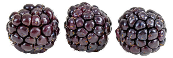 Three blackberries are shown in a row - stock .. png