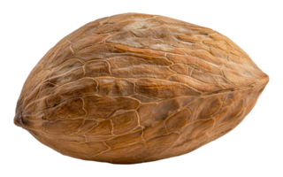 A large nut with a brown shell - stock .. png