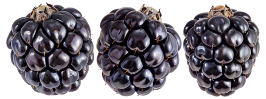 Three black berries are shown in a row - stock .. png