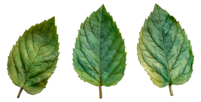 Three green leaves are shown in a row - stock .. png