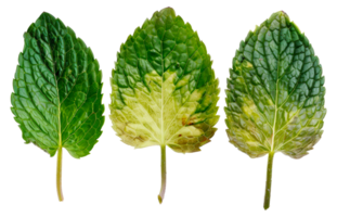 Three leaves are shown, one of which is yellow - stock .. png