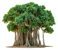 A large tree with many branches and roots - stock .. png