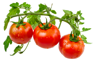 Three ripe red tomatoes hanging from a vine - stock . png