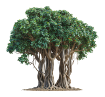 une grand arbre avec beaucoup branches et les racines - Stock .. png