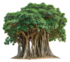 un grande árbol con muchos ramas y raíces - valores .. png
