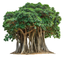 une grand arbre avec beaucoup branches et les racines - Stock .. png