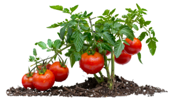 une petit plante avec rouge tomates croissance sur il - Stock .. png