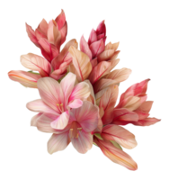 Pink tropical bromeliad flowers with lush leaves on transparent background - stock .. png