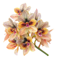 Striped and veined yellow orchids on a branch on transparent background - stock .. png