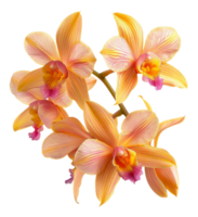 Orange orchids with delicate petals and lush green leaves on transparent background - stock .. png