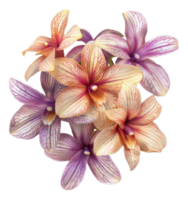 Pink and white orchid blooms with vibrant patterns on transparent background - stock .. png