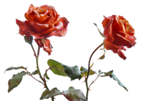 Two orange roses are in a vase - stock .. png