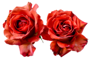 dois vermelho rosas estão exibido - estoque .. png