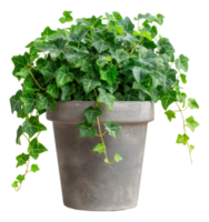 Green ivy in a rustic concrete pot on transparent background - stock .. png