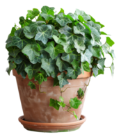 Ivy growing in a textured brown pot on transparent background - stock .. png