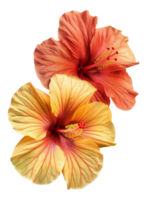 Tropical hibiscus blooms with rich sunset colors on transparent background - stock .. png