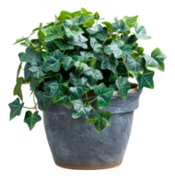 Green ivy in a rustic concrete pot on transparent background - stock .. png