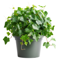 Green ivy in a rustic concrete pot on transparent background - stock .. png