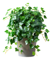 Green ivy in a rustic concrete pot on transparent background - stock .. png