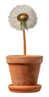 A small flower is in a pot - stock .. png