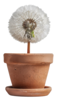 A small flower in a pot with a white stem - stock .. png