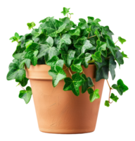 Lush ivy plant in a terracotta pot on transparent background - stock .. png