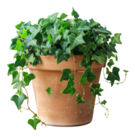 Lush ivy plant in a terracotta pot on transparent background - stock .. png