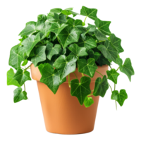 Lush ivy plant in a terracotta pot on transparent background - stock .. png