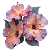 Delicate hibiscus flowers with soft pastel tones on transparent background - stock .. png