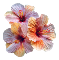 Delicate hibiscus flowers with soft pastel tones on transparent background - stock .. png