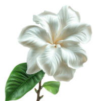 Pure white frangipani flowers with lush green leaves on transparent background - stock .. png