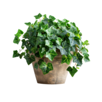 Lush ivy plant in a terracotta pot on transparent background - stock .. png