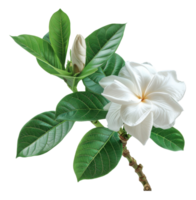 Pure white frangipani flowers with lush green leaves on transparent background - stock .. png