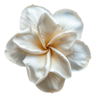 puro branco frangipani flores em transparente fundo - estoque .. png