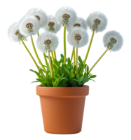 A potted plant with white flowers in a brown pot - stock .. png