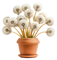 A vase of white flowers with yellow stems sits - stock .. png