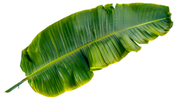 A leafy green plant with a yellowish tint - stock .. png