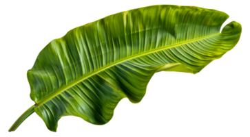 A leafy green plant with a long stem - stock .. png