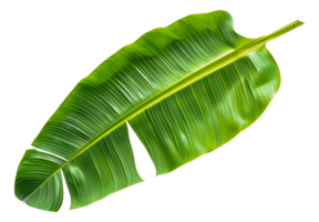 A green leafy plant with a long stem - stock .. png